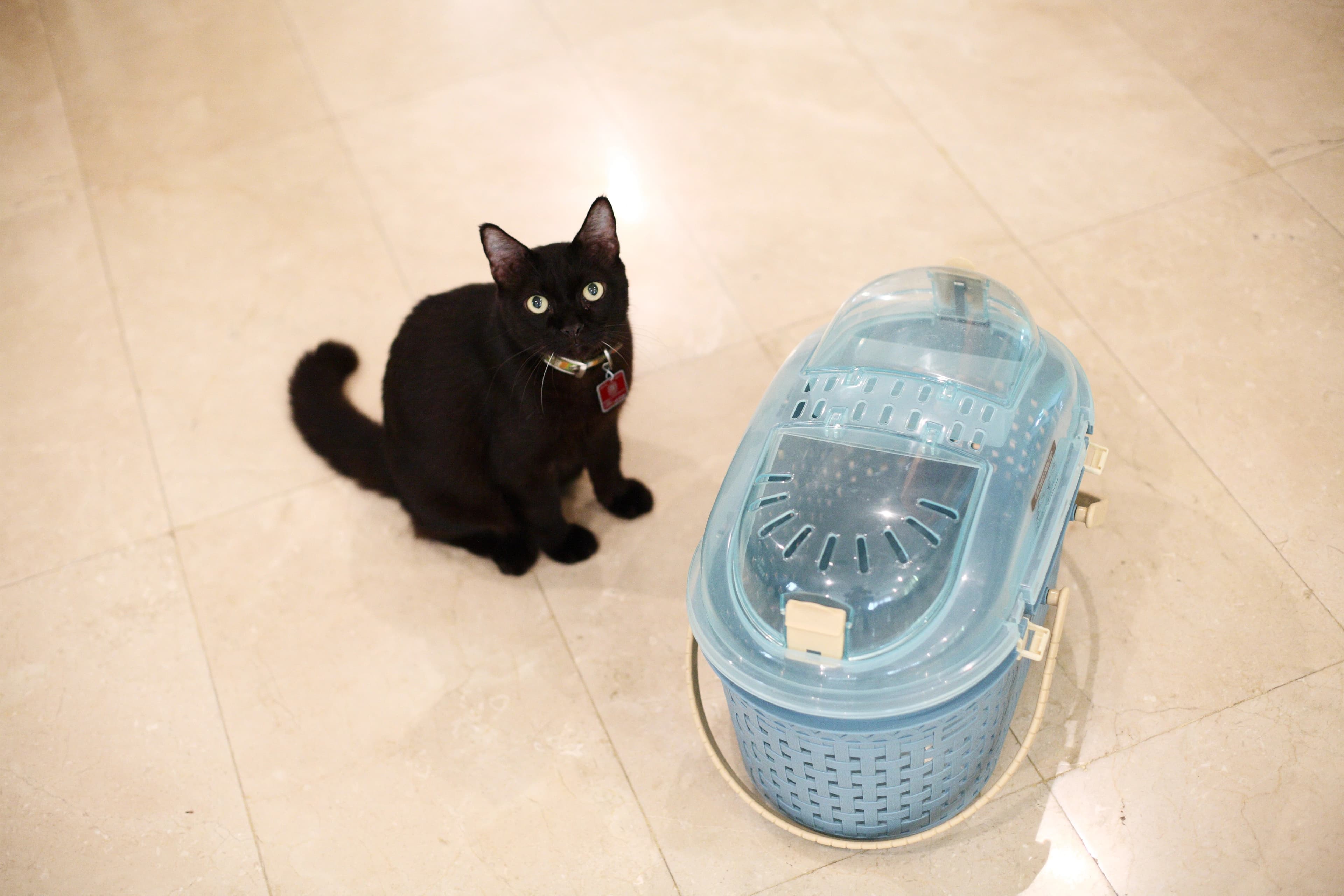 ภาพบริการขนย้ายสัตว์เลี้ยง Seabra Movers 6