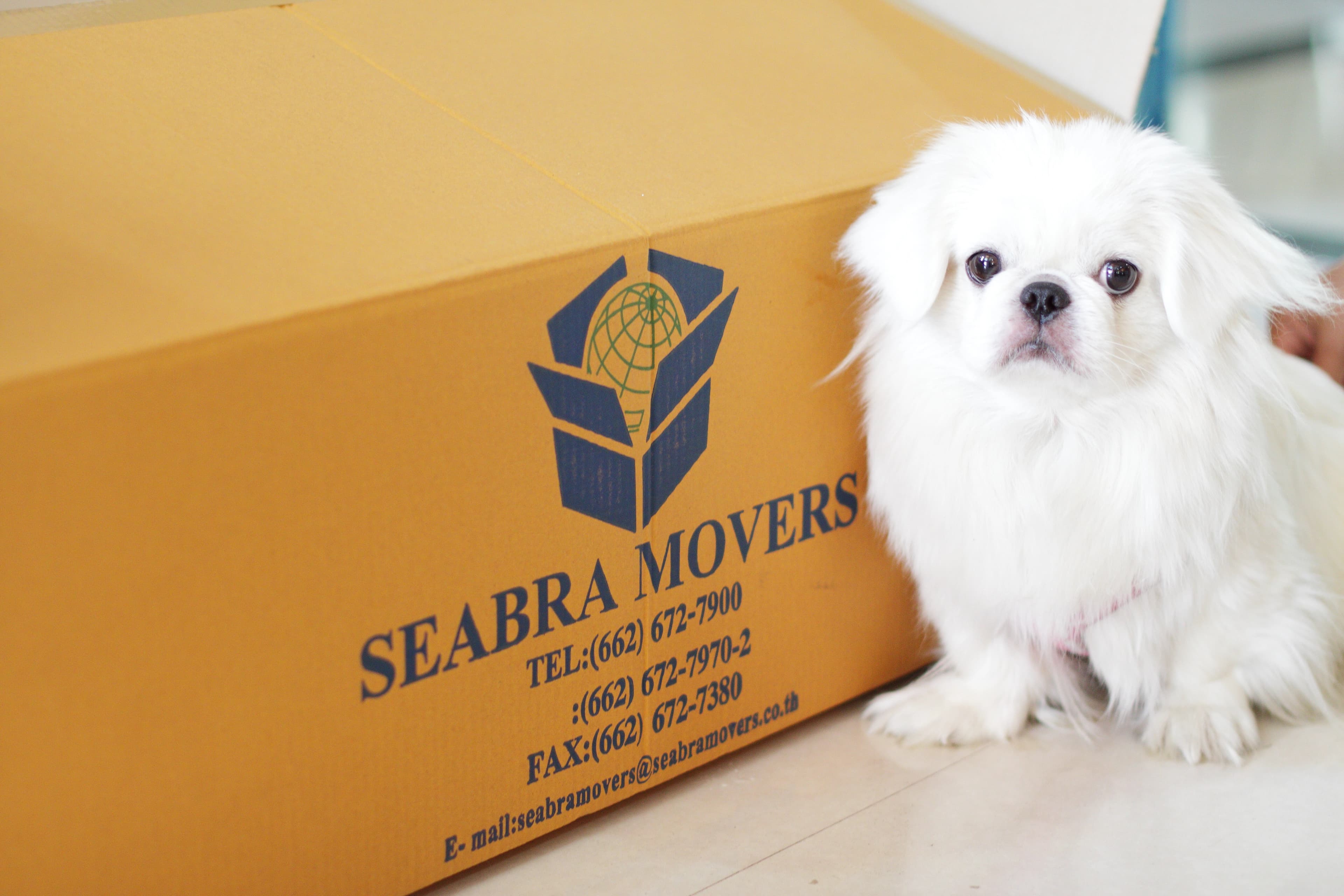 ภาพบริการขนย้ายสัตว์เลี้ยง Seabra Movers 5
